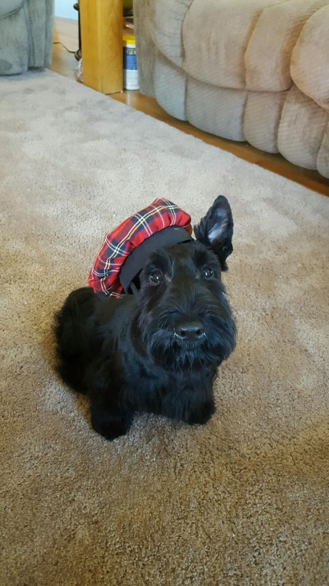 Gracie